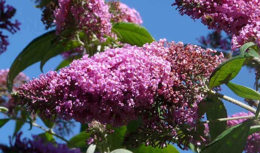 Light purple flowers on the butterfly bush, a summer flowering shrub, grow among their plant’s green leaves in the sun against a blue sky show why it's important to prune flowering shrubs.