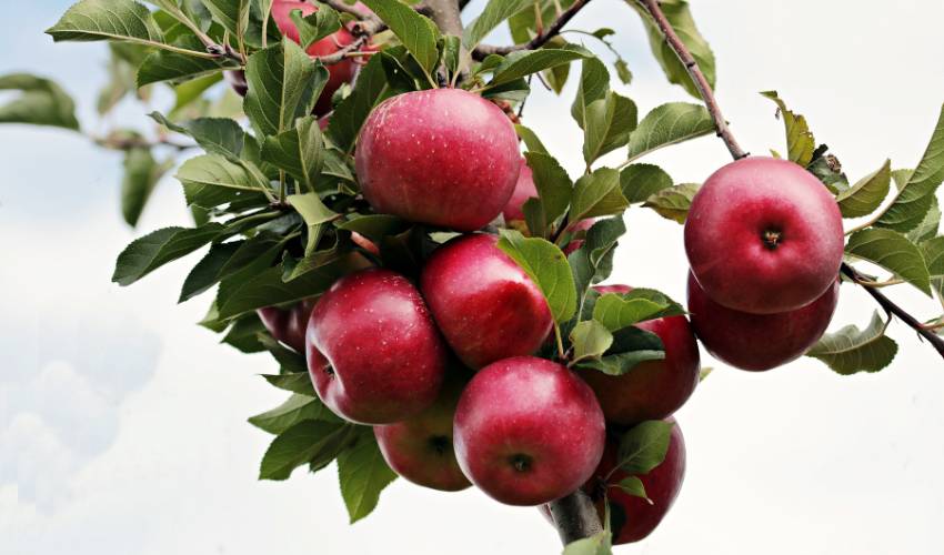 A cluster of red apples grow hang on a branch among green leaves against a partly cloudy sky.