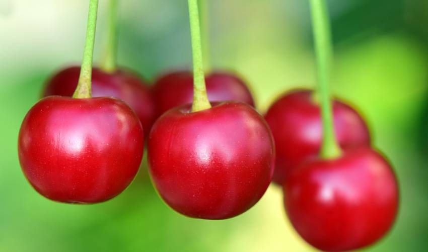 Six shiny red cherries hang from green stems in a Hudson Valley orchard.
