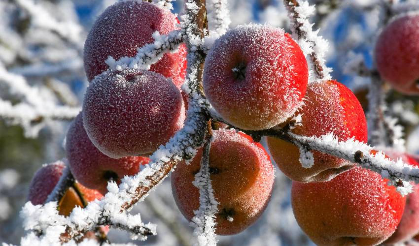 Growing fruit in the Hudson Valley can be a challenge if there is an early freeze like the one that covered this cluster of red apples in a layer of frost.