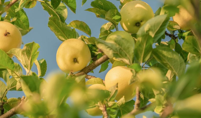 Golden yellow apples hand from green-leafed branches against a bright blue sky.