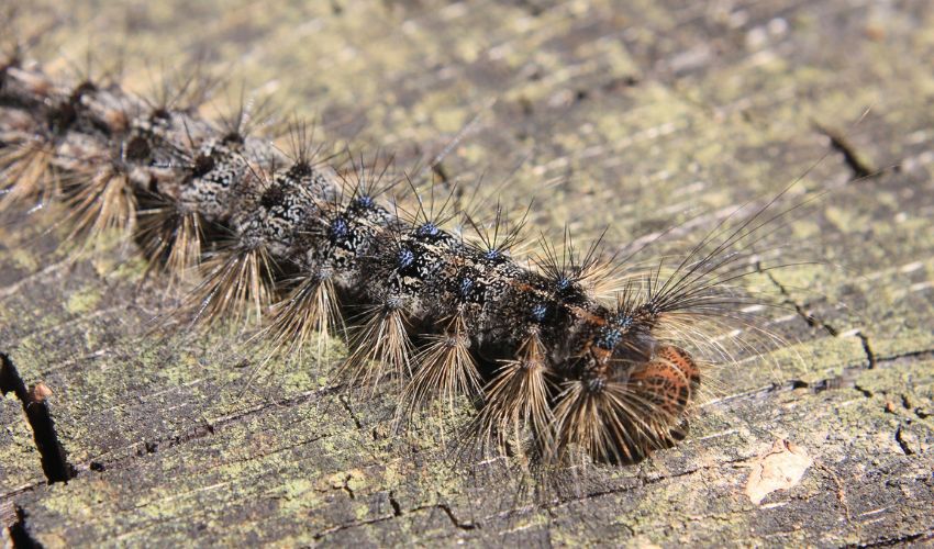 A fuzzy eastern tent caterpillar with red and blue spots crawls on a brown tree stump. Use a dormant oil spray for fruit tree pest control to combat this pest.
