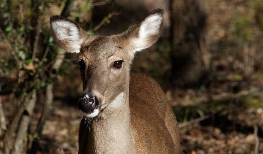 A white-tail doe stands in the forest.