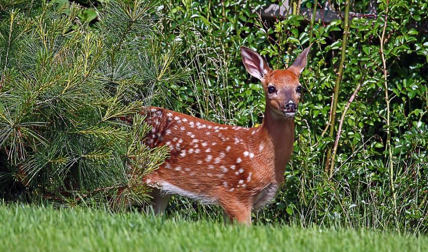 A young fawn stands at the edge of the forest and can be dissuaded from eating your plants with a deer repellent spray.