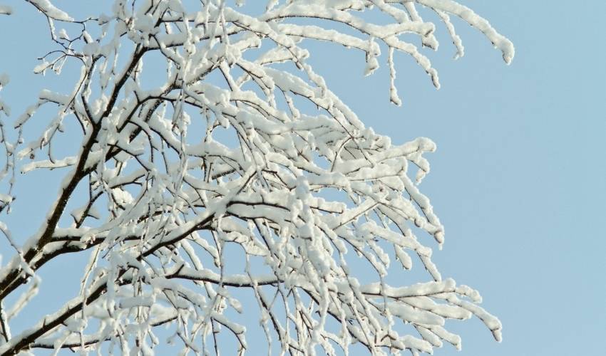 Fall tree care is a crucial step to prepare your trees for the winter as shown by these snow-covered branches against a pale blue winter sky.