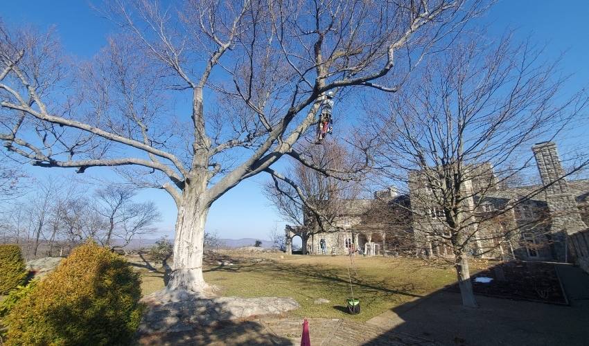 A safety-harnessed Hill Treekeepers tree care professional hangs suspended with ropes from a large limb as he strategically prunes the branches from a large leafless tree on the property of a large, grey brick estate home.