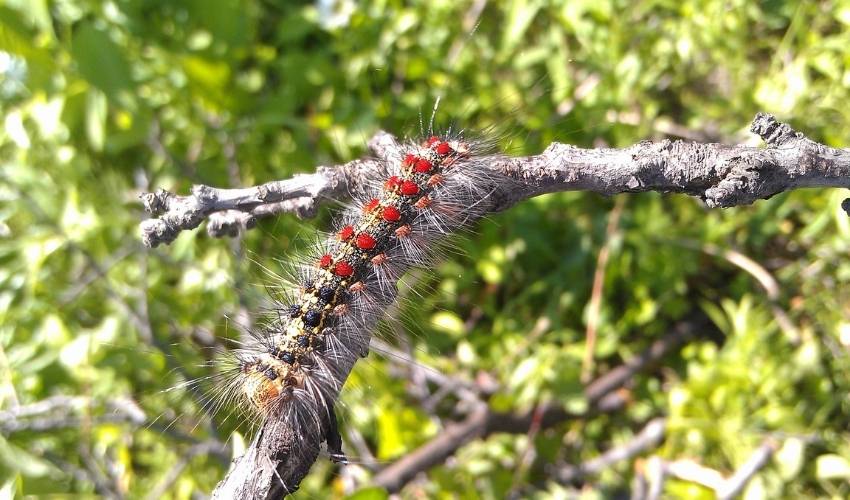 A hairy, red and blue spotted spongy moth caterpillar crawls down a grey twig in front of thick, green foliage.