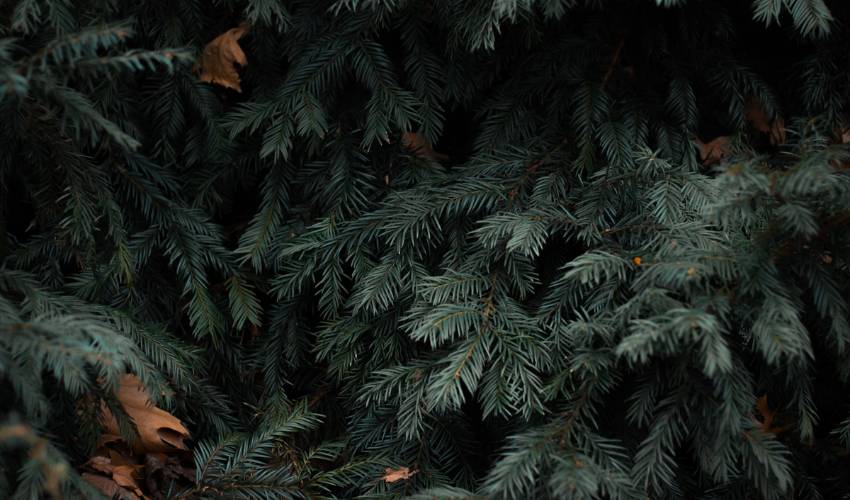 Hill-blog-featured-2023-nov-pines Green evergreen pine needles.