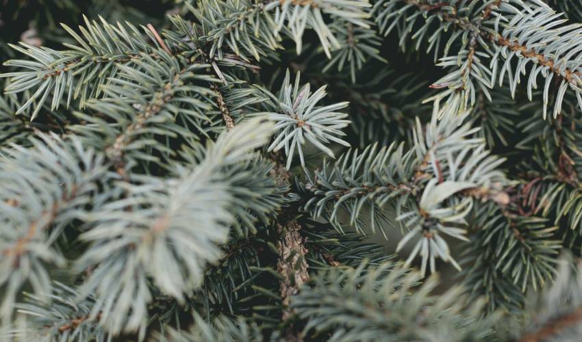 Green evergreen needles.