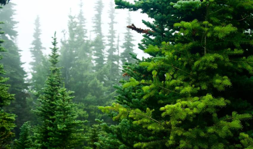 A forest of evergreen trees.