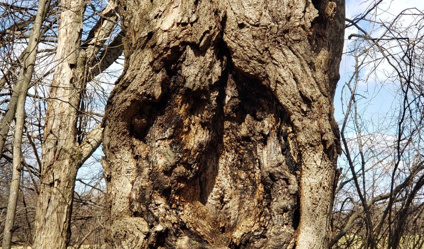 A tree with a big crack on its trunk.