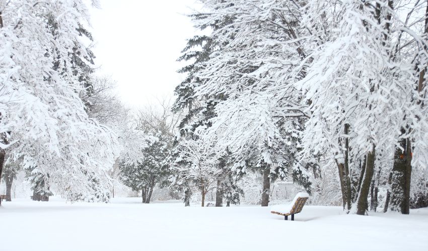 Trees covered in snow during winter.