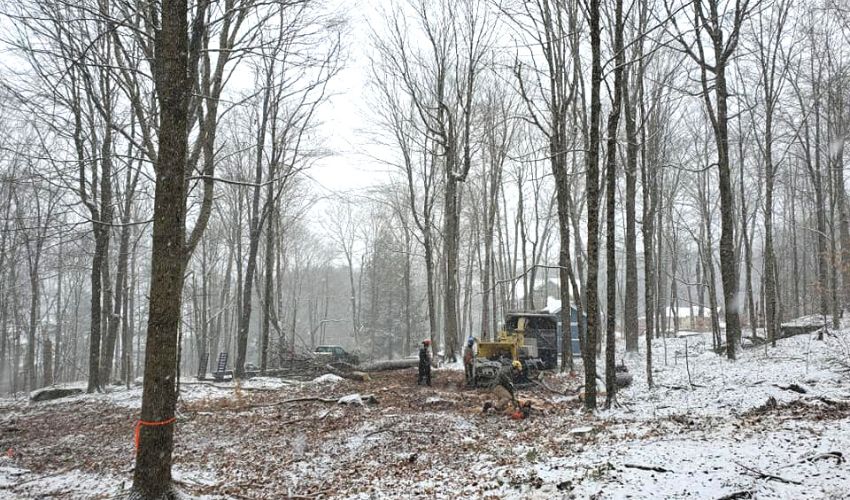 Hill-blog-section-full-width-2023-dec-winter tree care Trees during winter on a ground covered with dead leaves and snow in Hudson Valley, NY