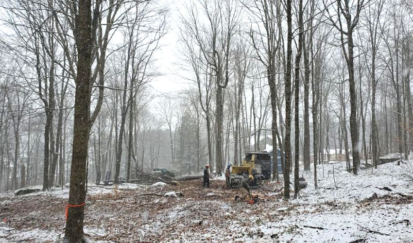 Trees during winter on a ground covered with dead leaves and snow in Hudson Valley, NY