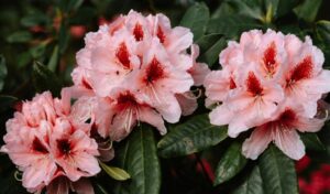 A close up photo of a Rhododendron with pink blooms and green leaves.