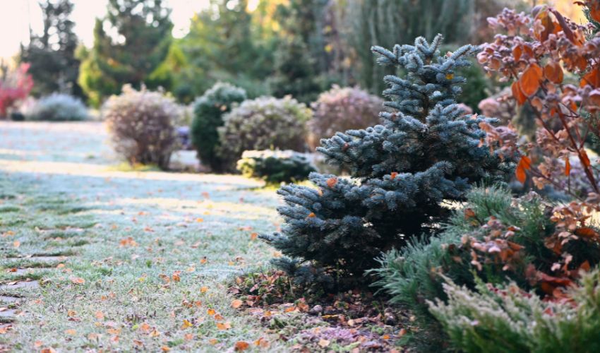 A winter landscape with evergreens and other shrubs.