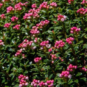 Mountain Laurels