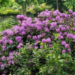 Rhododendron