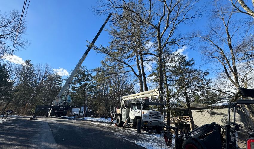 Hill Treekeepers' team safely removing a large tree from a narrow backyard using specialized equipment and techniques to navigate tight spaces without damaging surroundings.