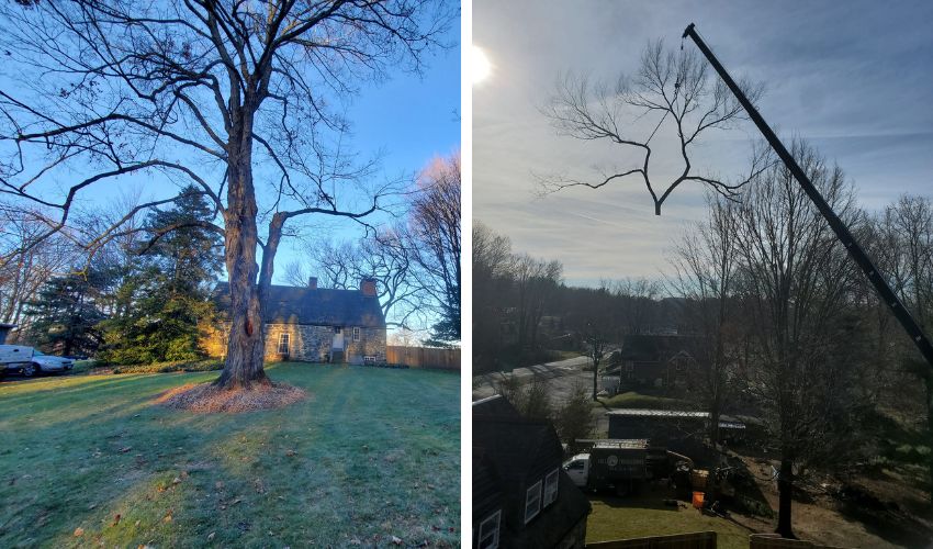 A photo capturing Hill Treekeepers at work, meticulously removing an infected American Elm tree from the iconic Majestic House property in Gardiner, NY, utilizing a crane over a subsurface garage to ensure no damage to the historical site.