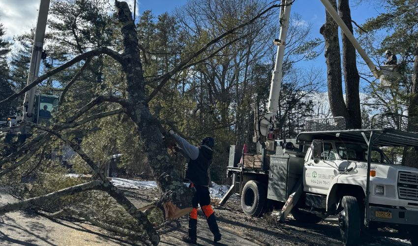 Hill Treekeepers arborist in a bucket truck, skillfully trimming a large tree before removal, showcasing the careful approach and use of technology to manage tree health and safety. 