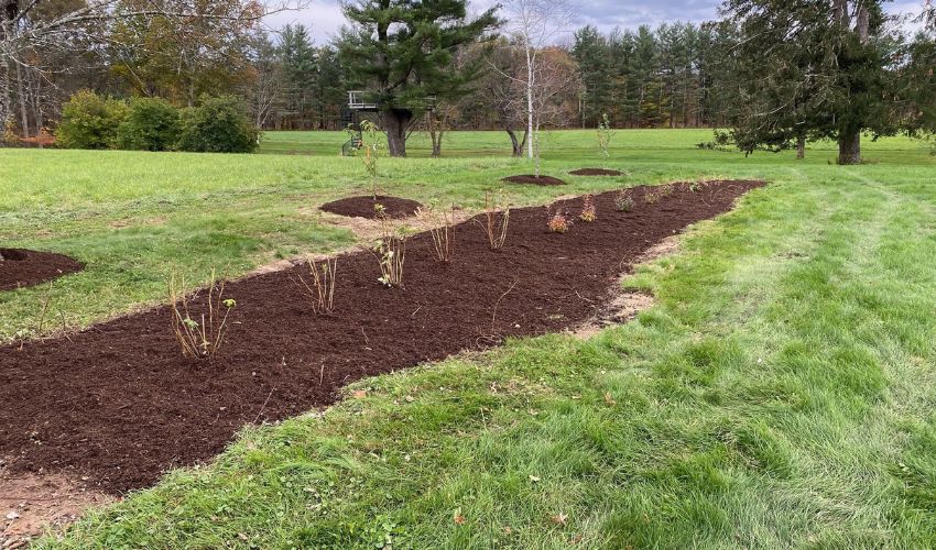 A bed of mulch for new planted trees