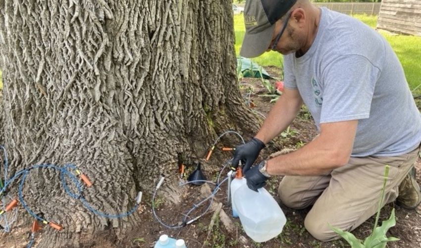 Hill Treekeepers PHC crew treating a tree for pest.