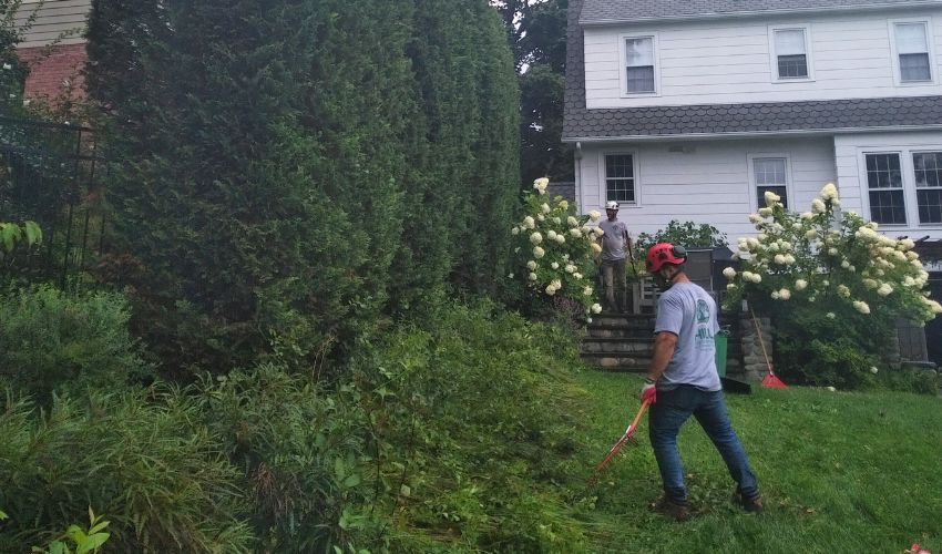 Hill Treekeepers crew doing some tree trimming.