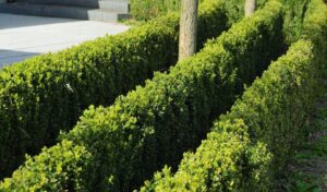 Rows of healthy boxwood shrubs, a popular shrub in New York’s Hudson Valley.