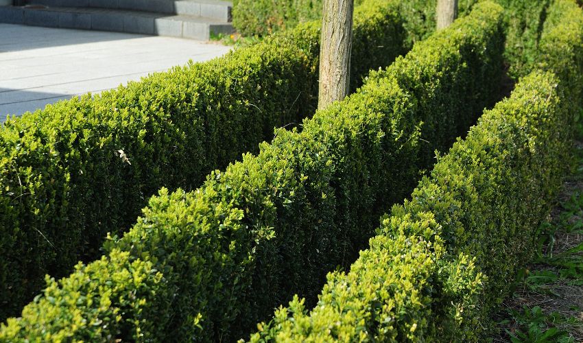 Hill-blog-featured-2024-apr-boxwood-rows Rows of healthy boxwood shrubs, a popular shrub in New York’s Hudson Valley.