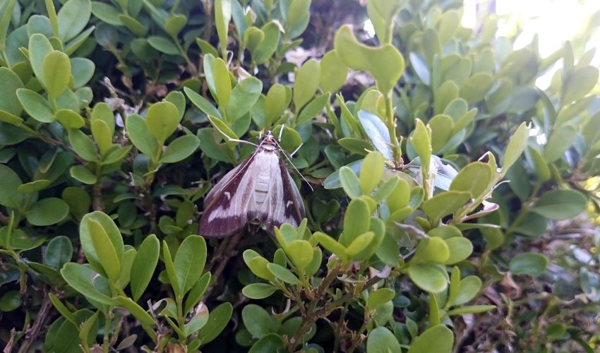 Box leaf moths, an invasive species poised to cause problems in the Hudson Valley. 