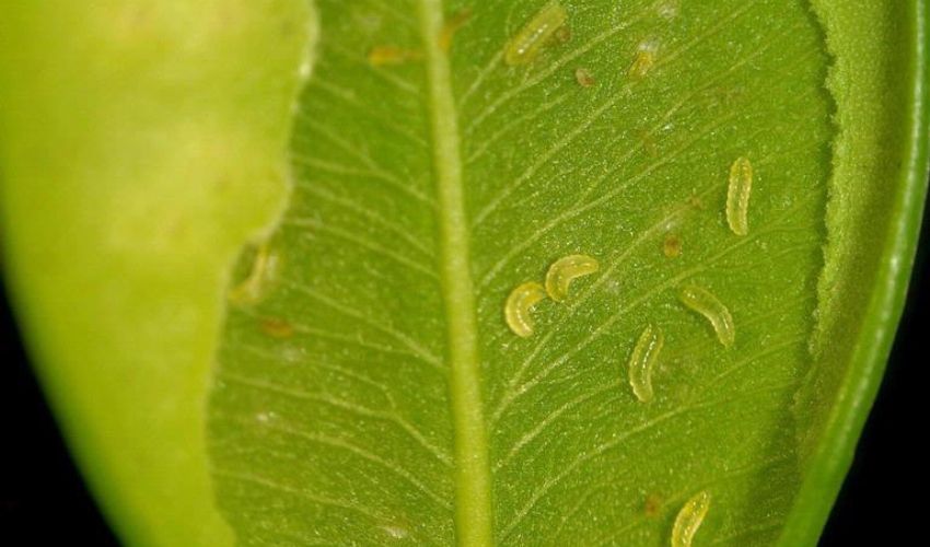 Boxwood leaf (or leaves) showing the characteristic signs of leafminer infestation.