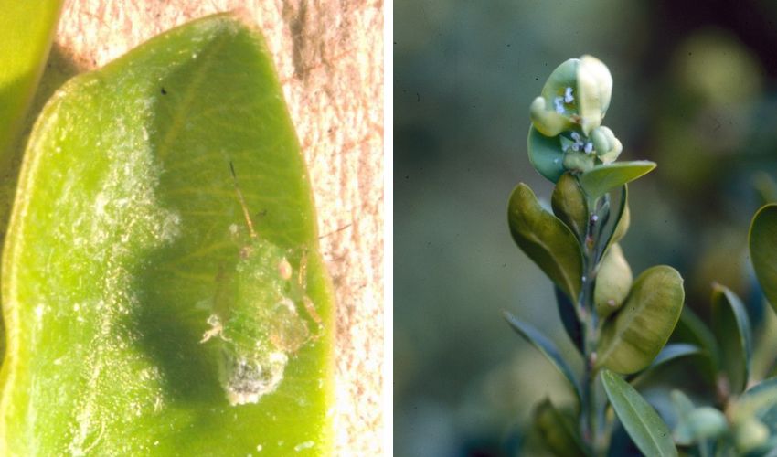 Closeup of a boxwood psyllid.