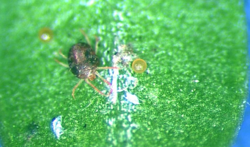 Leaves of a boxwood shrub attacked by a mite. 