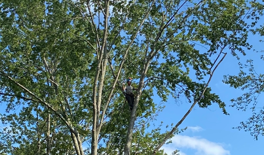 A member of the Hill Treekeepers team trimmings a tree to increase airflow and reduce the risk of powdery mildew on trees.