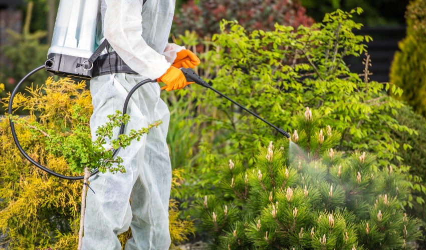An arborist from Hill Treekeepers applying fungicide to shrubs in New Windsor, NY to control the spread of powdery mildew.
