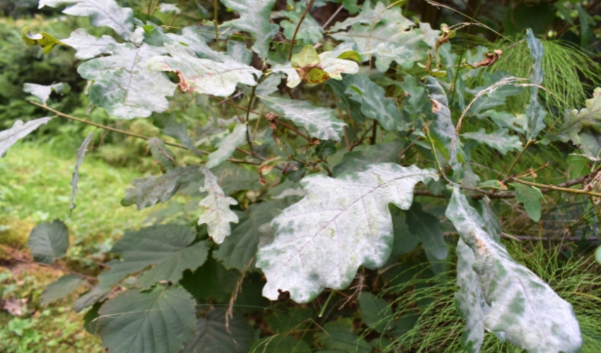 Hill-blog-featured-2024-may-powdery-mildew Leaves demonstrating the signs of powdery mildew.