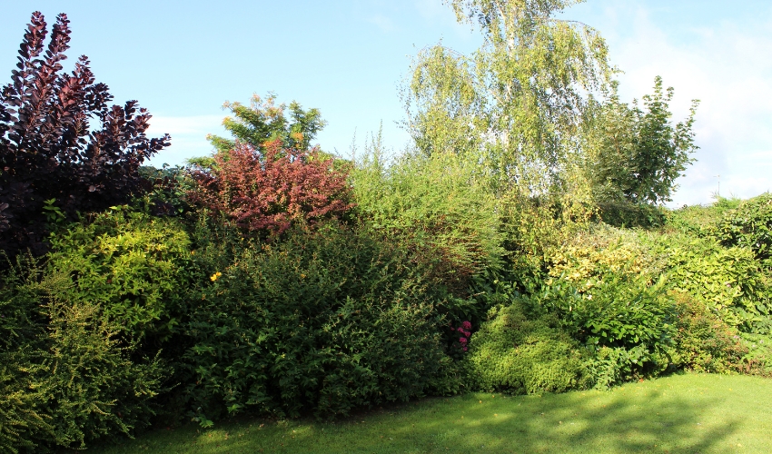 Shrubs growing in a shady area on a property in Newburgh, NY, making them more susceptible to powdery mildew infection.