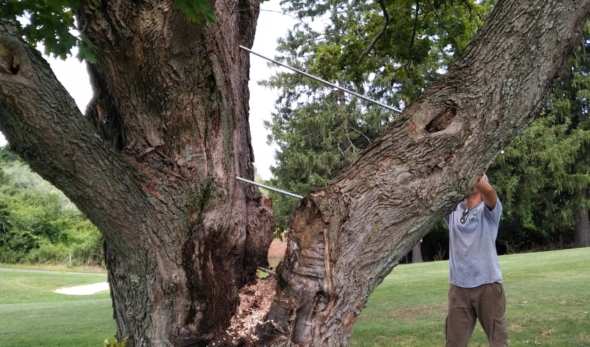 Cables installed in a tree in Highland Falls, NY to keep the branches secure and supported.