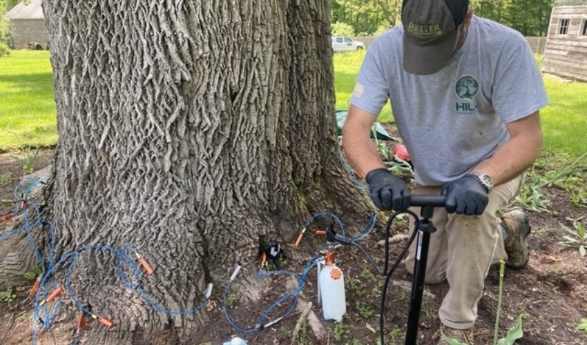 An arborist from Hill Treekeepers injecting a preventive insecticide treatment into the base of a tree in Clintondale, New York.