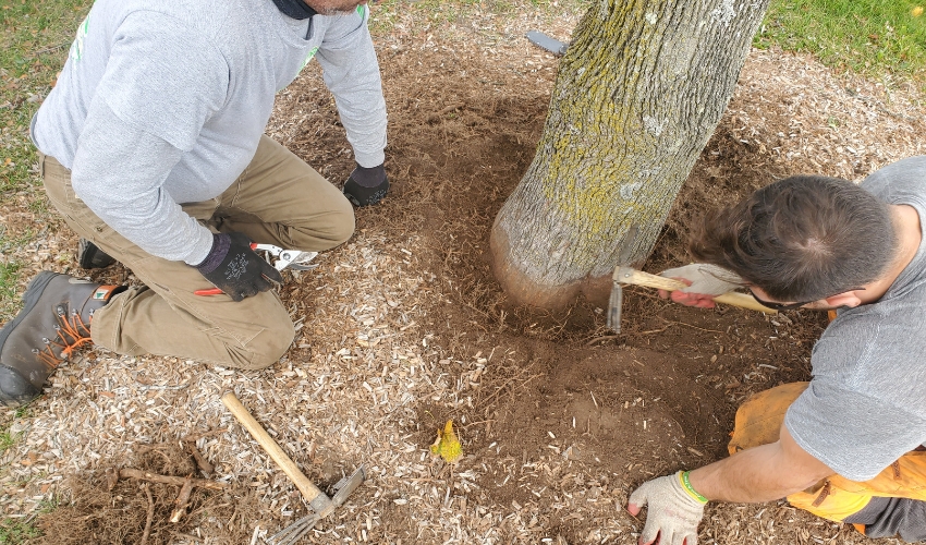 Todd Hill, ISA Certified Arborist and owner of Hill Treekeepers, exposing the root flare of a tree in Newburgh, NY that had too much mulch piled around it.