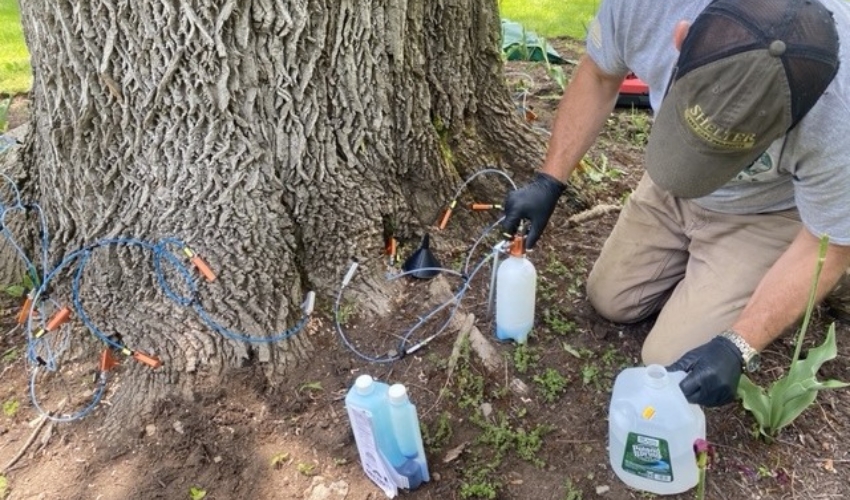 An arborist on the team at Hill Treekeepers injecting a fungicide into a tree.