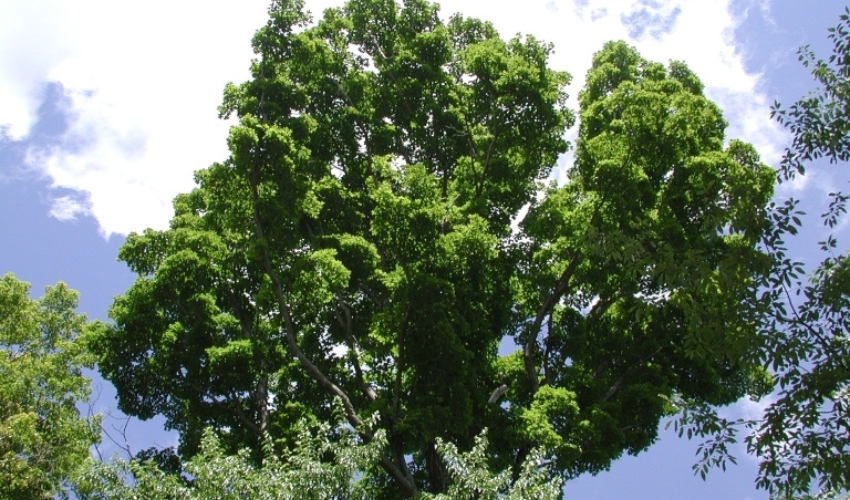 A healthy American beech tree.