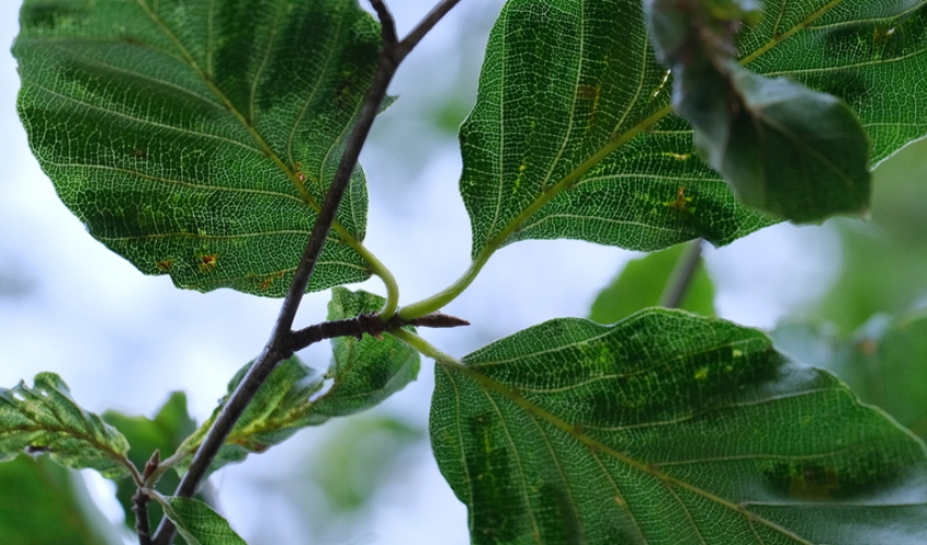 The leaves of a beech tree with beech leaf disease demonstrating the typical black banding on its lateral veins.
