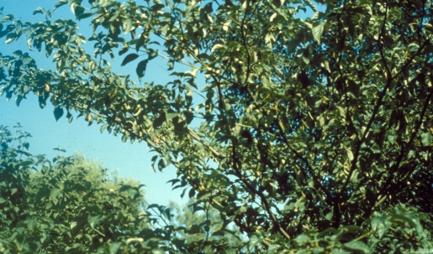 An alternate-leaved dogwood in Milton, New York.