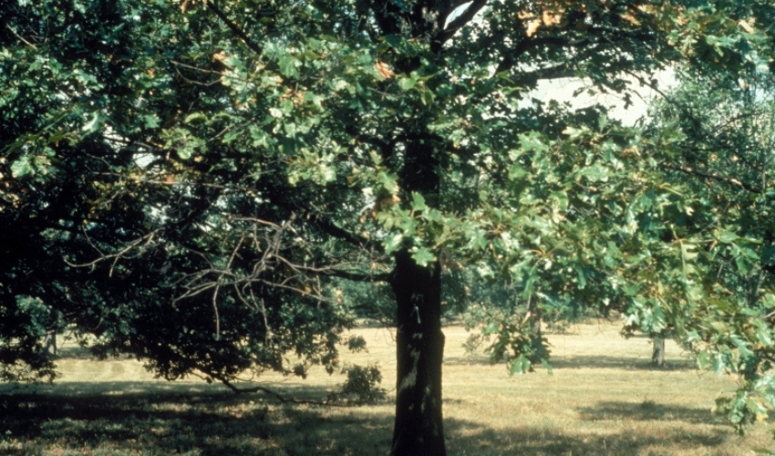A black oak tree near Maybrook, New York.