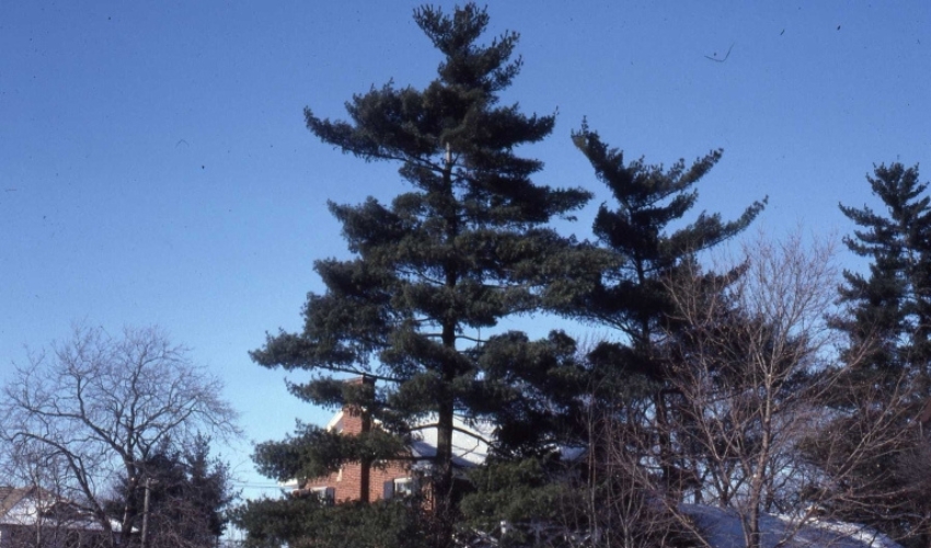 An eastern white pine in Woodbury, New York.