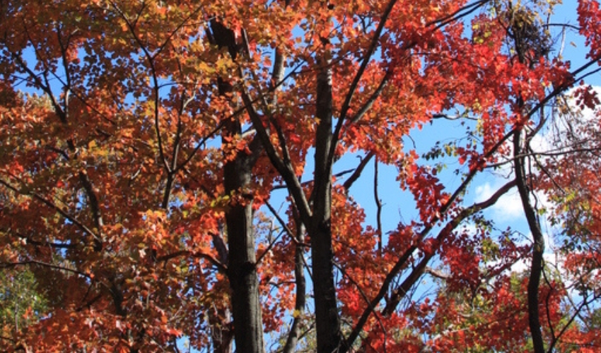 A red maple tree near Kingston, New York.