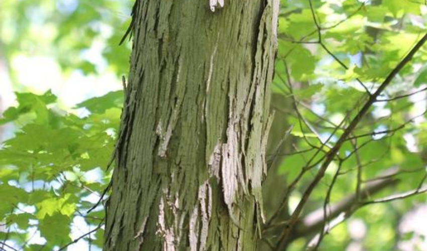 A shagbark hickory near New Windsor, New York.