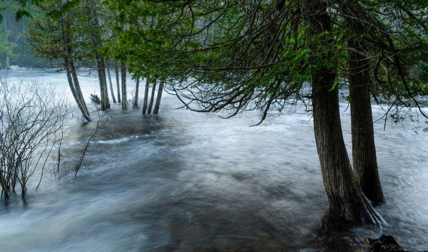 Hill-blog-featured-2024-sep-flooded-trees Trees affected by flooding in Orange County, New York.